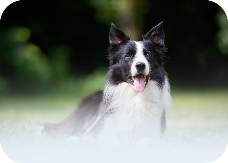 Pies Border Collie